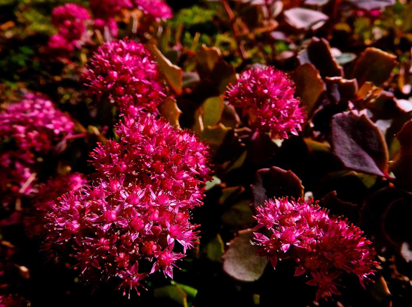 This variety makes a low, bushy, border plant and explodes in a dense sea of raspberry-colored flowers in late summer.