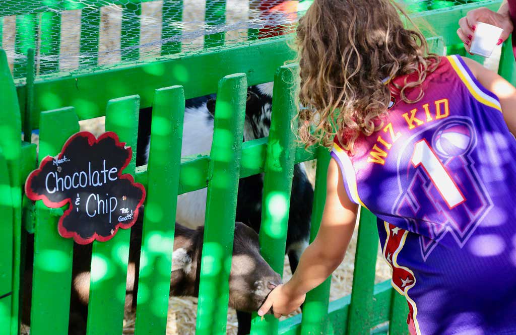 The Petting Zoo The Petting Zoo