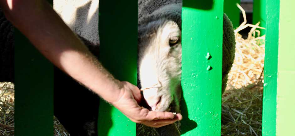 The Petting Zoo The Petting Zoo