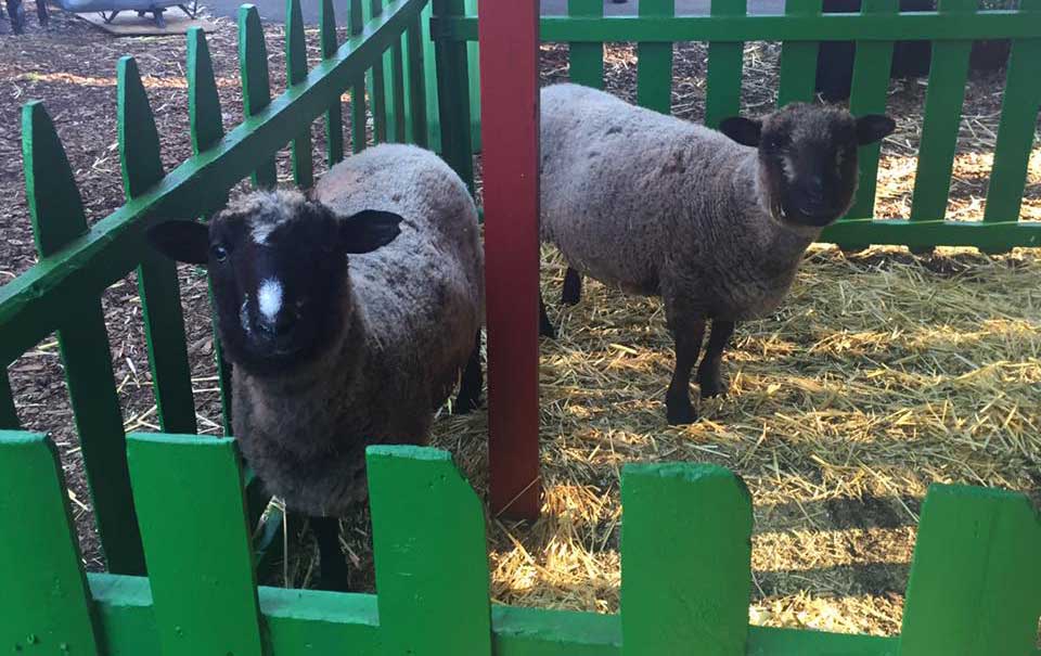The Petting Zoo The Petting Zoo