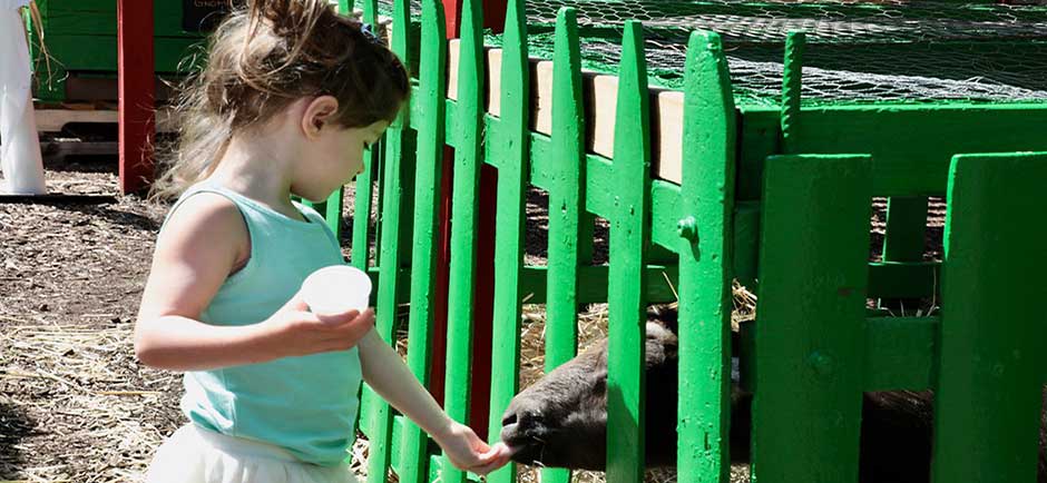 The Petting Zoo The Petting Zoo