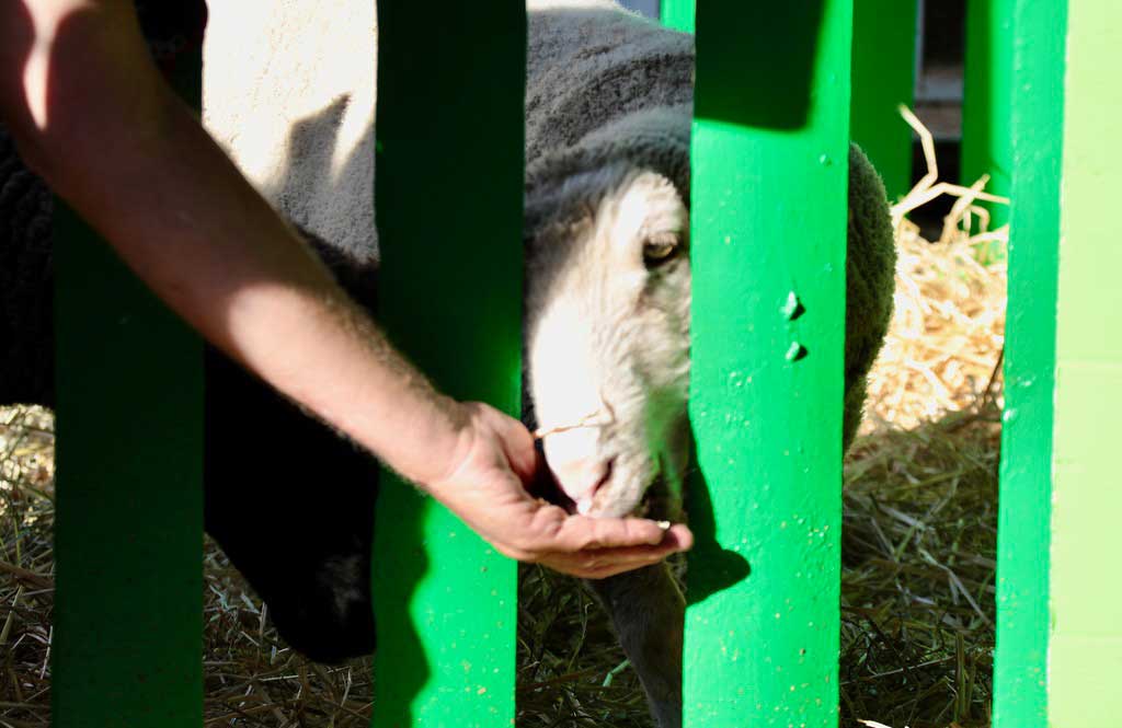 The Petting Zoo The Petting Zoo