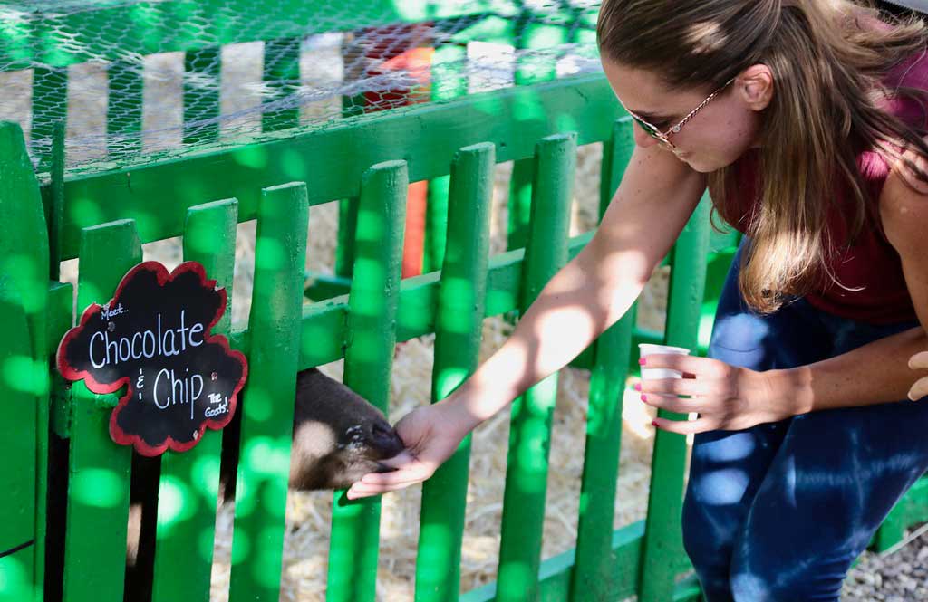 The Petting Zoo The Petting Zoo