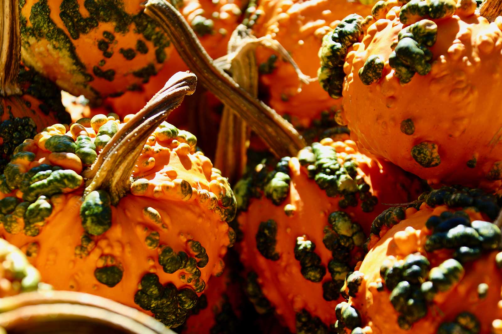 Seasonal Color Pumpkins and Gourds Garden Decor at Goffle Brook Farms in Ridgewood N.J.