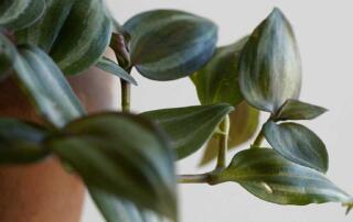 Wandering Jew makes for some beautiful houseplants that are sure to brighten up any room in your home. These plants look particularly striking in hanging planters or on any elevated pedestal or table