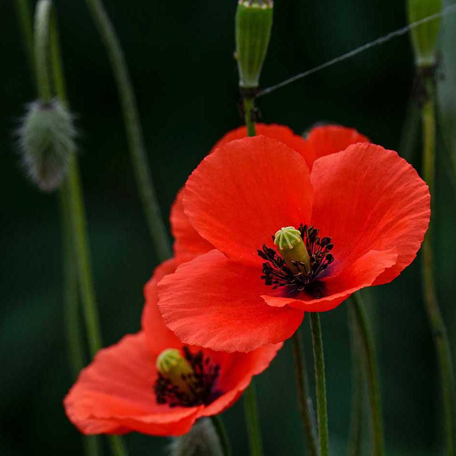 Poppies add a whimsical feel to all types of gardens with their papery petals, tall, strong stems, and color options ranging from bright and bold to pale and romantic. Poppies add a whimsical feel to all types of gardens with their papery petals, tall, strong stems, and color options ranging from bright and bold to pale and romantic.