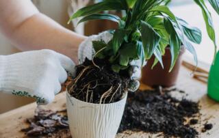 As with most plants, peace lilies need to be repotted annually ensure they continue thriving and producing those graceful, beautiful blooms that they are known for.