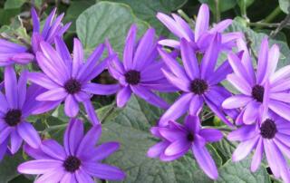 Senetti provides high impact color. Plant Senetti with other cool companion bedding plants in early spring, such as pansies. Senetti thrives in full sun and partial sun conditions
