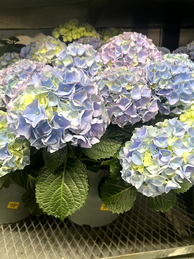 Easter Flowers at Goffle Brook Farm in Ridgewood NJ
