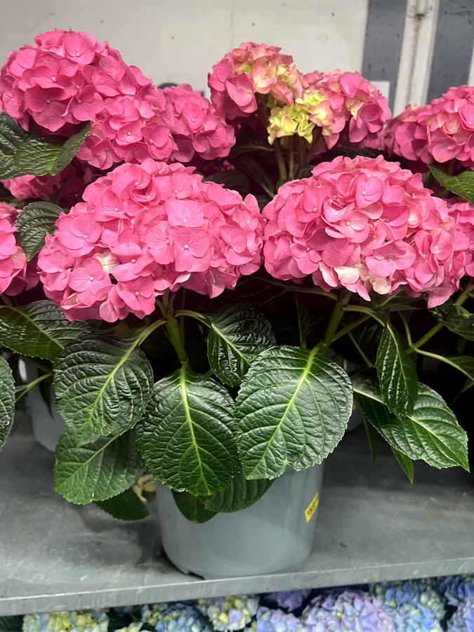 Easter Flowers at Goffle Brook Farm in Ridgewood NJ