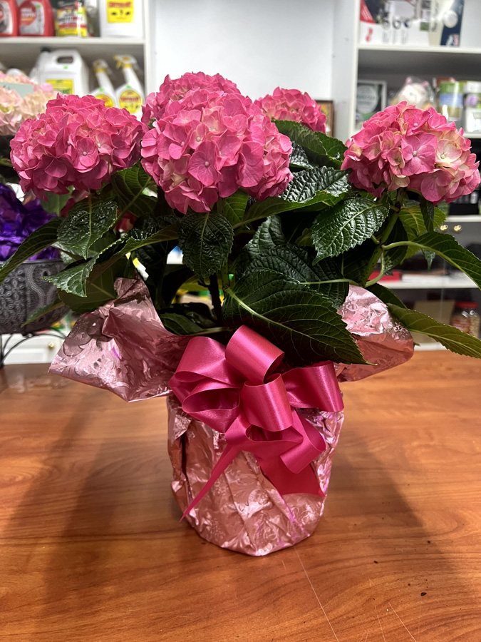 Easter Flowers at Goffle Brook Farm in Ridgewood NJ