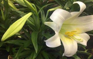 Easter Flowers at Goffle Brook Farms