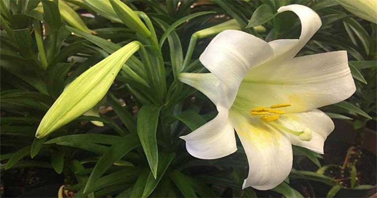 Easter Flowers and Decor at Goffle Brook Farms