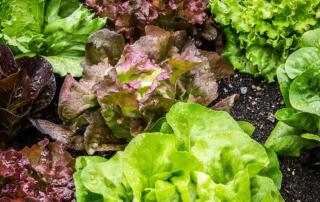 Growing your own vegetable garden can do more than provide tasty produce—gardening can improve health, save money and even boost mood.