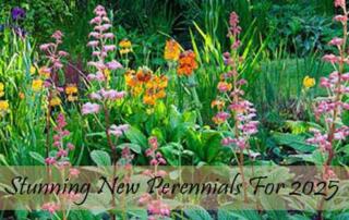 Perennials are the stalwarts of our garden borders, providing colourful garden flowers, year after year