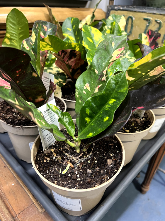 They’re called crazy crotons for a reason, and the magnificents ‘crazy’ colors are no exception! They’re called crazy crotons for a reason, and the magnificents ‘crazy’ colors are no exception!