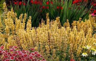 Another native perennial for mid-summer through early fall color is Agastache - Poquito Orange. Agastache thrives in full sun and well-drained soil.
