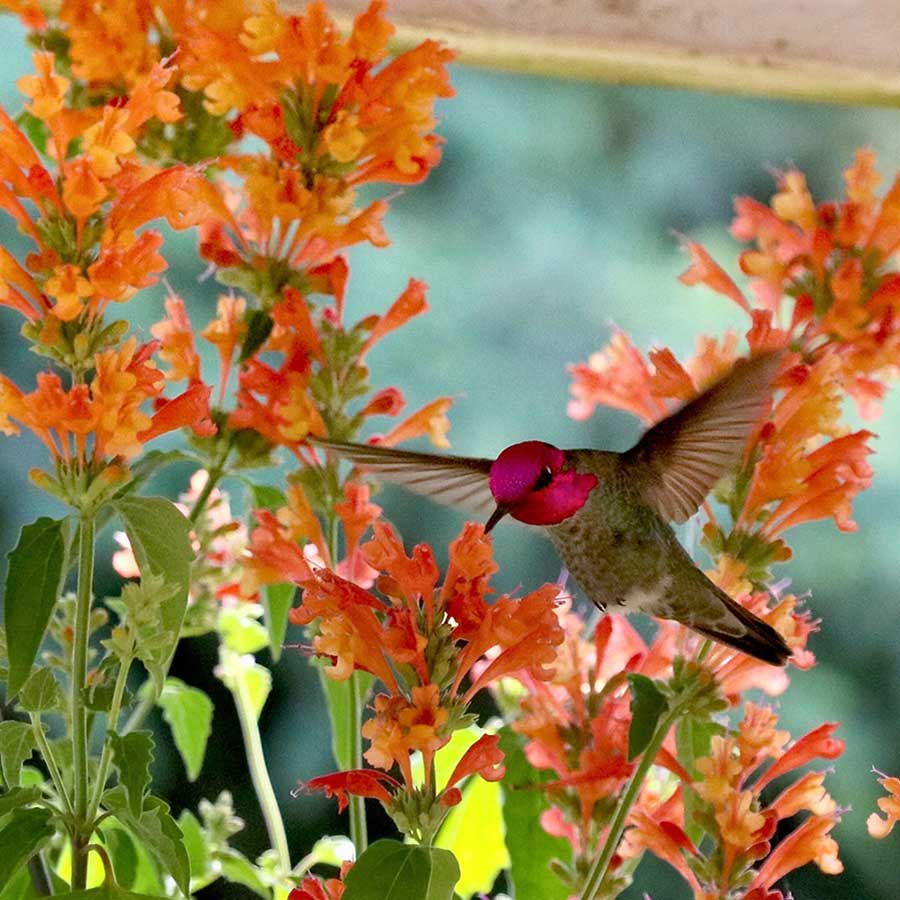 Aromatic foliage, long blooming, and deer resistant! Enjoy watching hummingbirds and butterflies flutter through the abundant Hyssop blossoms.