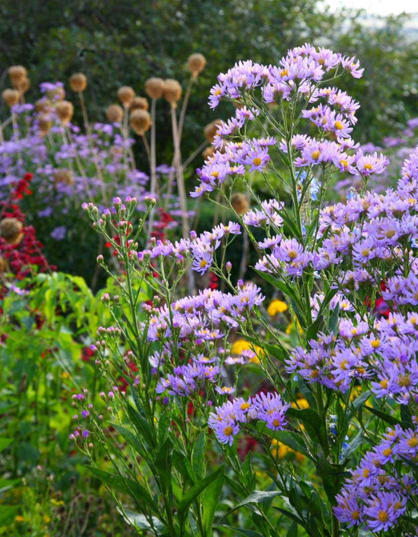 Dasiy-like flowers with a yellowish-brown central cone bears multitudes of single 1″ pale blue daisies June into August , and if deadheaded can encourage a fall bloom.