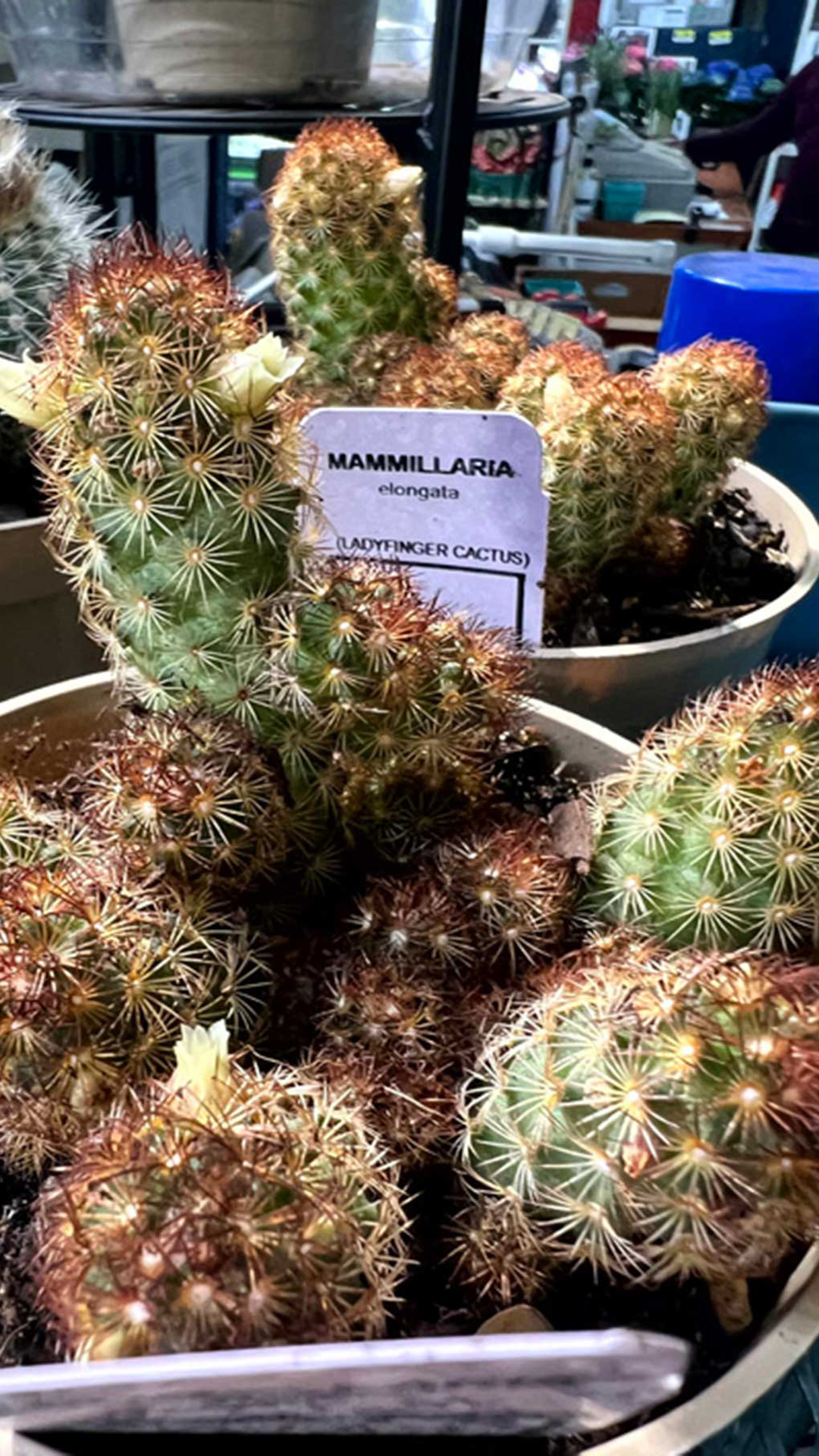 Mammillaria