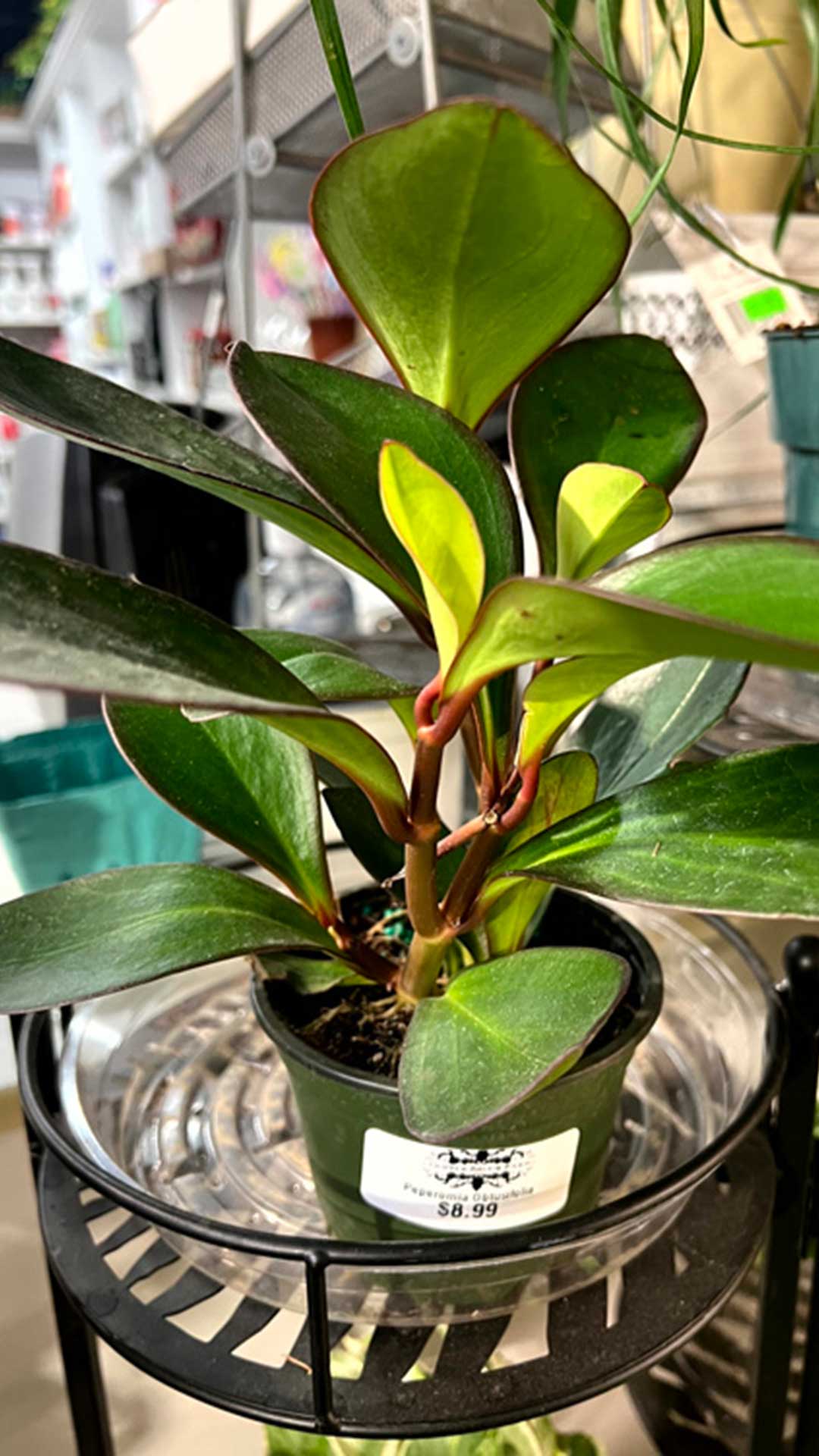 Peperomia Obtusifolia