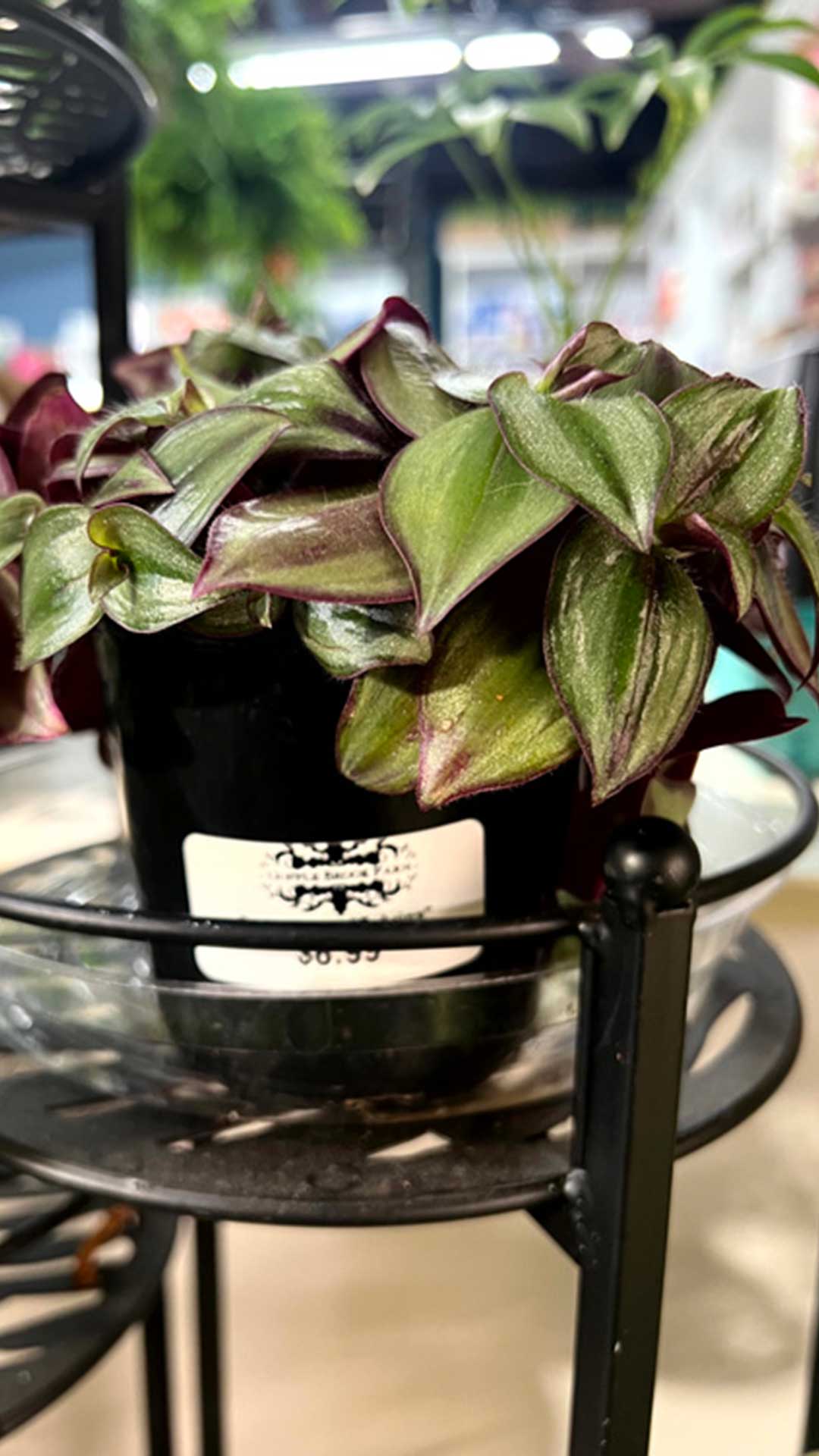 Wandering Jew