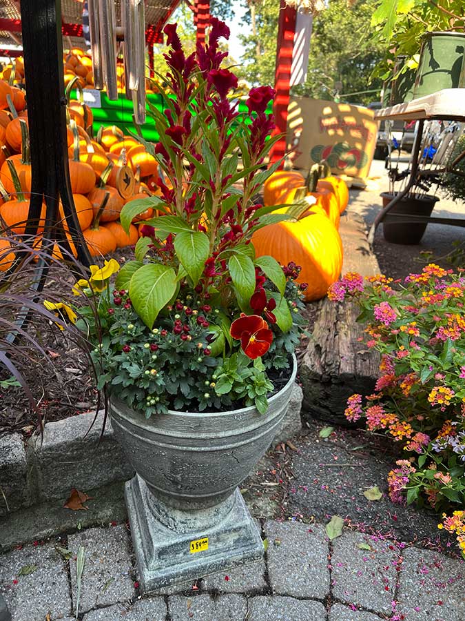 .Make a stunning focal point with some autumn container gardening ideas.