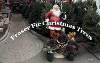 Fraser Fir Christmas Trees in Bergen County