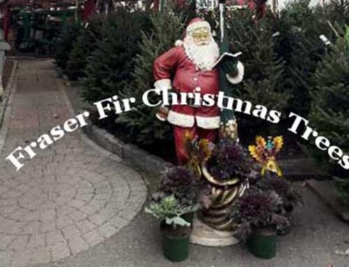 The Essence Of Fraser Firs