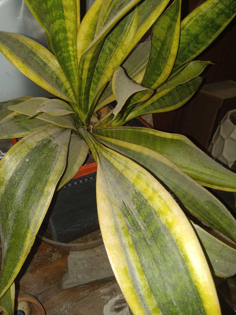It is essential to remove the buildup of dust and dirt that has built up on your plant's foliage so that your plants can breathe better It is essential to remove the buildup of dust and dirt that has built up on your plant's foliage so that your plants can breathe better