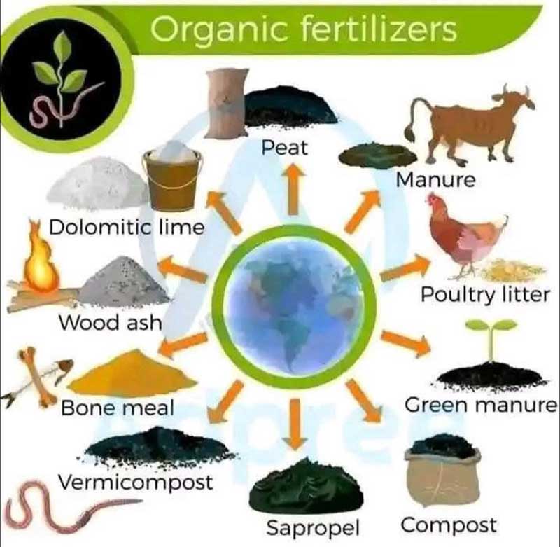 in organic fertilizers the minerals are bound into organic forms, which have to be broken down by the microbes and/or chemical activity of the soil before they can be used by the plant. in organic fertilizers the minerals are bound into organic forms, which have to be broken down by the microbes and/or chemical activity of the soil before they can be used by the plant.