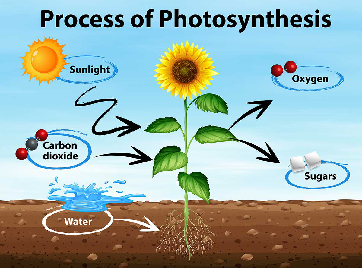 Photosynthesis is the essential biological process where plants, algae, and certain bacteria use chlorophyll to capture sunlight, converting water ((H_{2}O)) and carbon dioxide ((CO_{2})) into oxygen ((O_{2})) and chemical energy in the form of glucose ((C_6H_{12}O_6)). Photosynthesis is the essential biological process where plants, algae, and certain bacteria use chlorophyll to capture sunlight, converting water ((H_O)) and carbon dioxide ((CO_)) into oxygen ((O_)) and chemical energy in the form of glucose ((C_6H_O_6)).