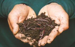 With their rich biology and gentle nutrient content, they nurture roots, support microbial ecosystems, and enhance plant performance without risk.