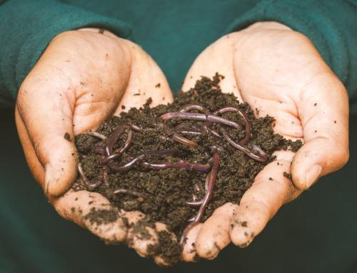 Royal Gold Worm Castings