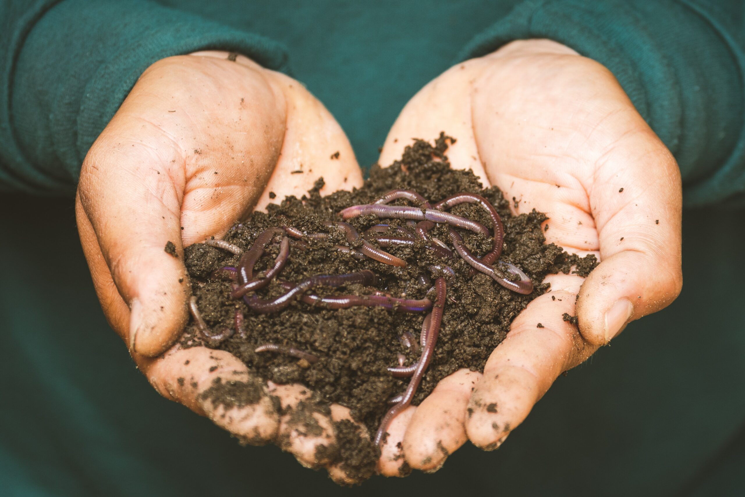 With their rich biology and gentle nutrient content, they nurture roots, support microbial ecosystems, and enhance plant performance without risk.