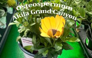 Osteospermum Akila Grand Canyon