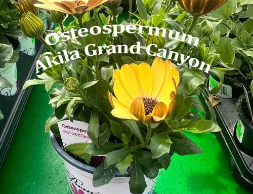 Osteospermum Akila Grand Canyon