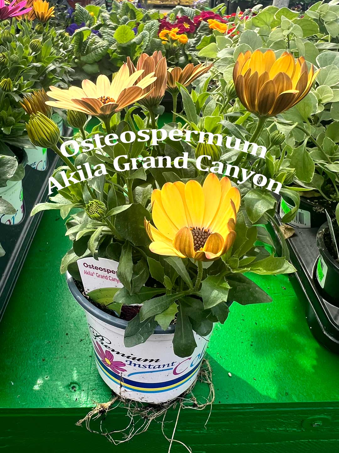 Osteospermum Akila Grand Canyon Osteospermum Akila Grand Canyon