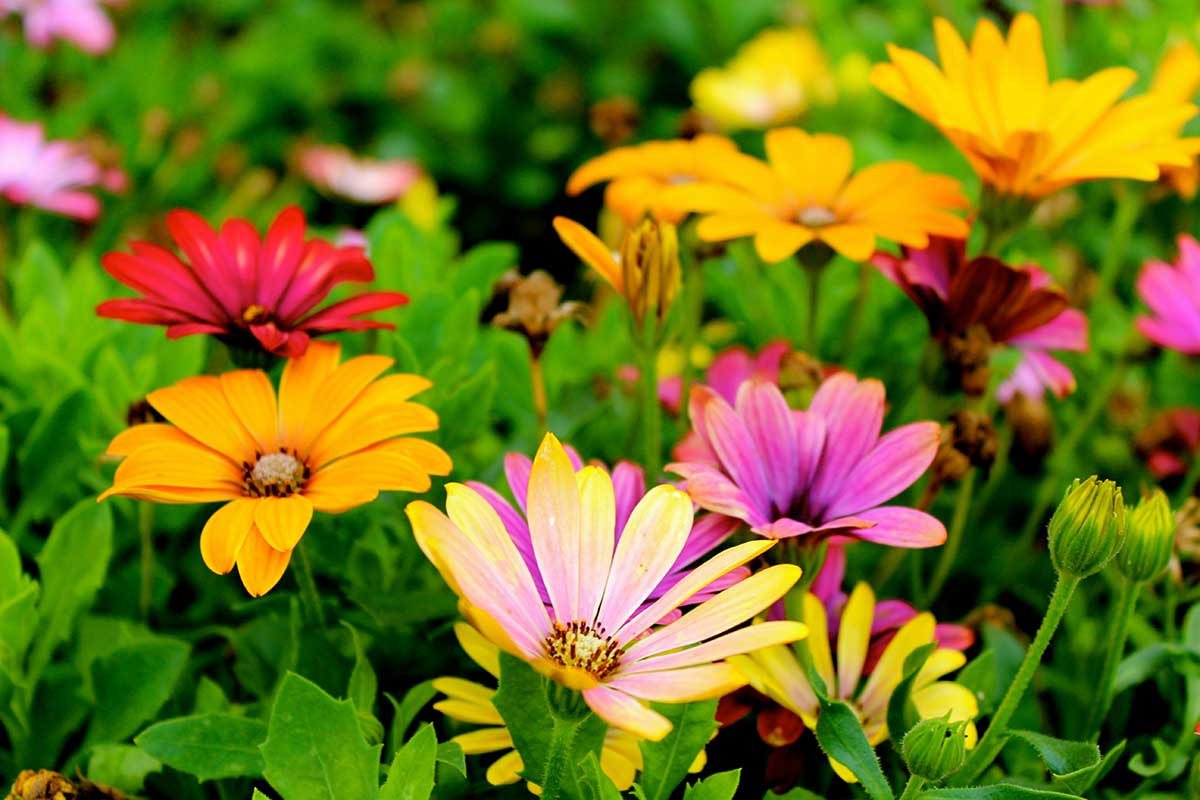 Osteospermum Akila Grand Canyon is a high-performing, drought-tolerant African Daisy mix, featuring bright 2-3 inch blooms in yellow, rose-red, purple, lavender, cream, and white, having a large floret surrounding a center disk. Osteospermum Akila Grand Canyon