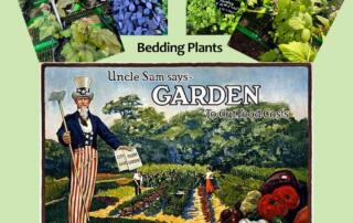 Selecting the right plants for your victory garden is not merely about preference but strategy and what you like to eat.