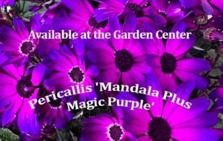 Pericallis 'Mandala Plus Magic Purple'