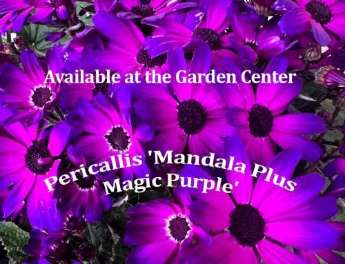 Pericallis ‘Mandala Plus Magic Purple’
