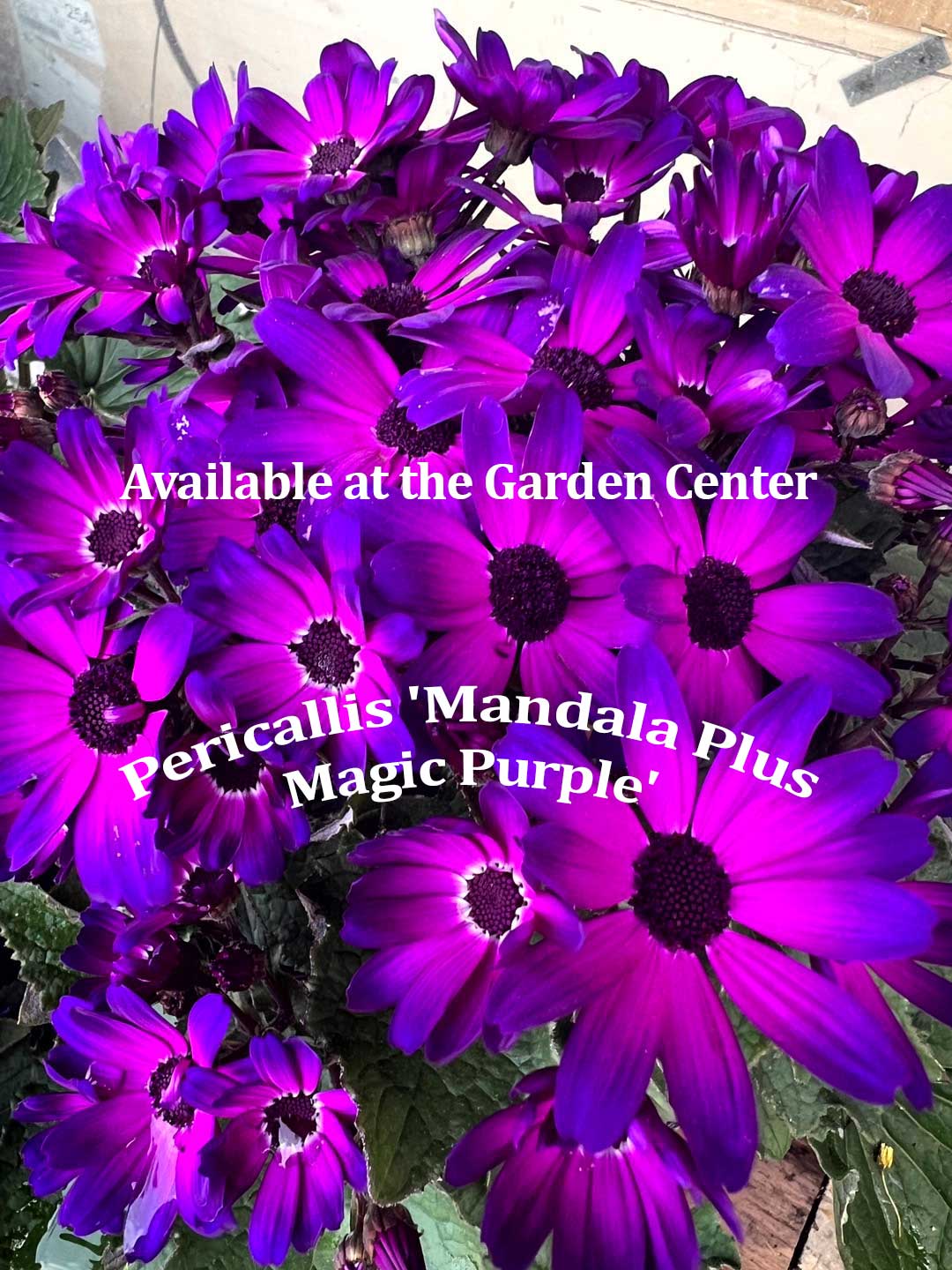 Pericallis 'Mandala Plus Magic Purple' Pericallis 'Mandala Plus Magic Purple'