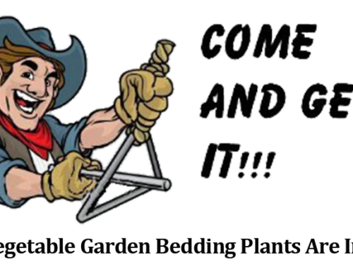 Come and Get It – Vegetable Plants Are Here!