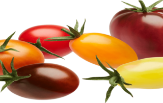 Tomatoes are exceptionally versatile, functioning as a foundational ingredient for raw salads, sandwiches, and fresh salsa, or cooked into sauces, soups, and stews. They can be roasted, stuffed, fried, dehydrated, or processed into jams and condiments, providing a natural umami flavor that enhances savory dishes.