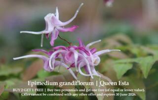 ‘Queen Esta’ is a graceful woodland perennial featuring large, rose-colored flowers with showy petals and sepals. Its attractive foliage adds interest throughout the season, making it a standout choice for shaded borders and naturalized plantings
