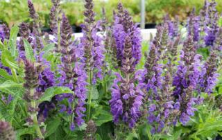 Marcus Salvia captivates with its striking spikes of vibrant midnight-blue flowers, attracting pollinators and adding a burst of color to any garden.