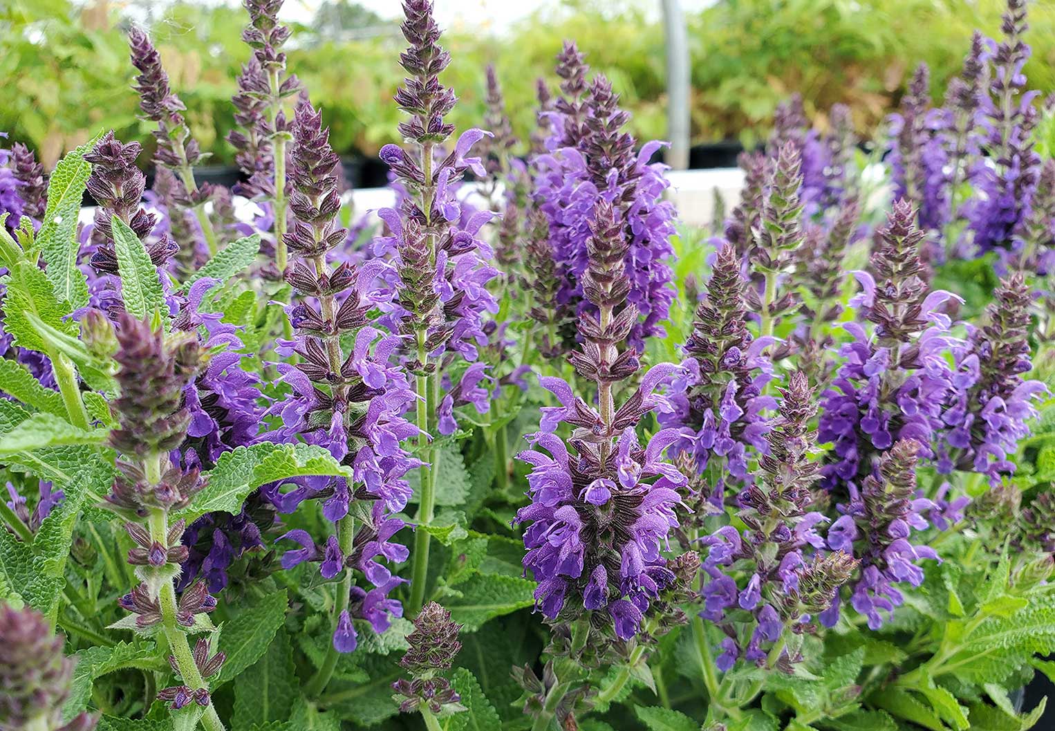 Marcus Salvia captivates with its striking spikes of vibrant midnight-blue flowers, attracting pollinators and adding a burst of color to any garden.