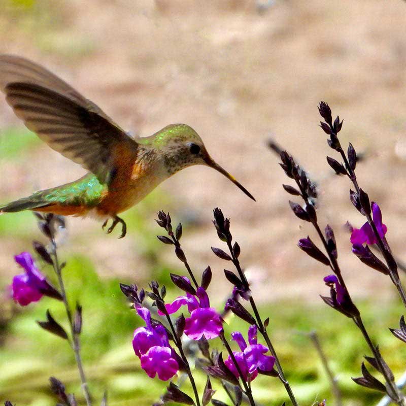 A magnet for pollinators like bees, butterflies, and hummingbirds.Hardiness: USDA Zones 4 through 8
