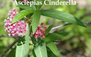 Swamp Milkweed have small, curiously shaped blooms that appear in dense clusters. These plants provide nourishment for Monarch butterflies through all their life stages and are essential for their survival.